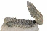 Flying Reedops Trilobite with Crotalocephalina - Atchana, Morocco #251046-2